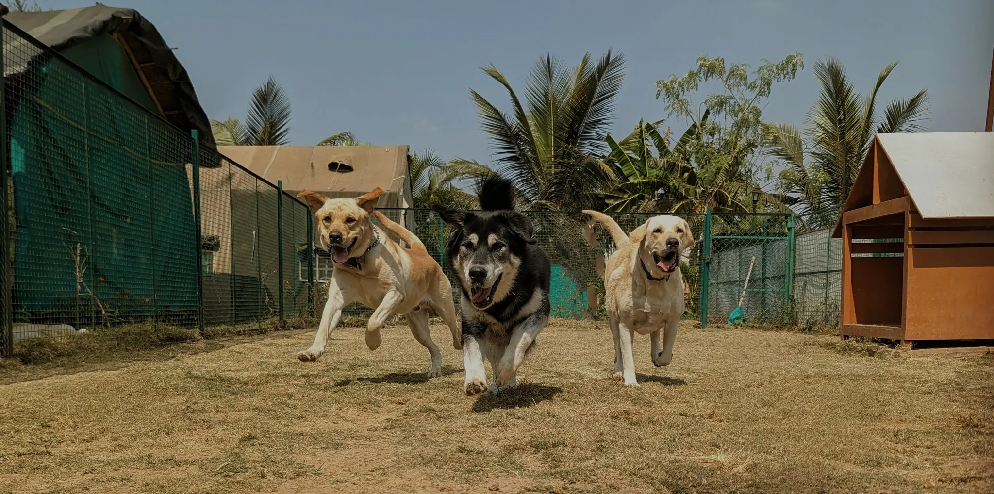 Three ranch dogs sprinting together across the play yard