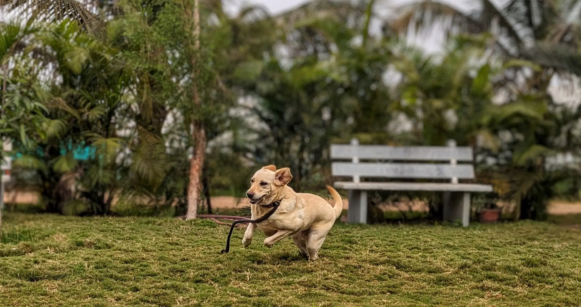 A ranch dog dashing joyfully across the lawn
