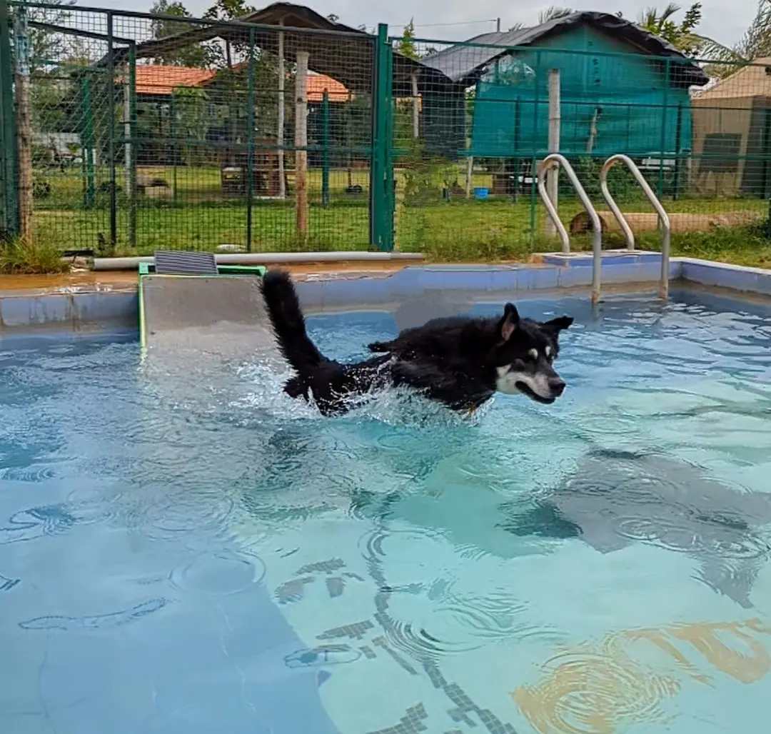 Golden retriever swimming with a ball